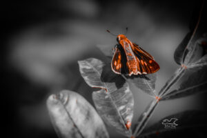 A fiery skipper perches on an oak leaf for a short rest before resuming its hunt for food and mates.