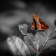 The Fiery Skipper is a Brightly Colorful Fall Butterfly