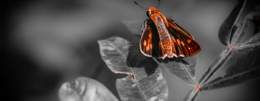 A fiery skipper perches on an oak leaf for a short rest before resuming its hunt for food and mates.