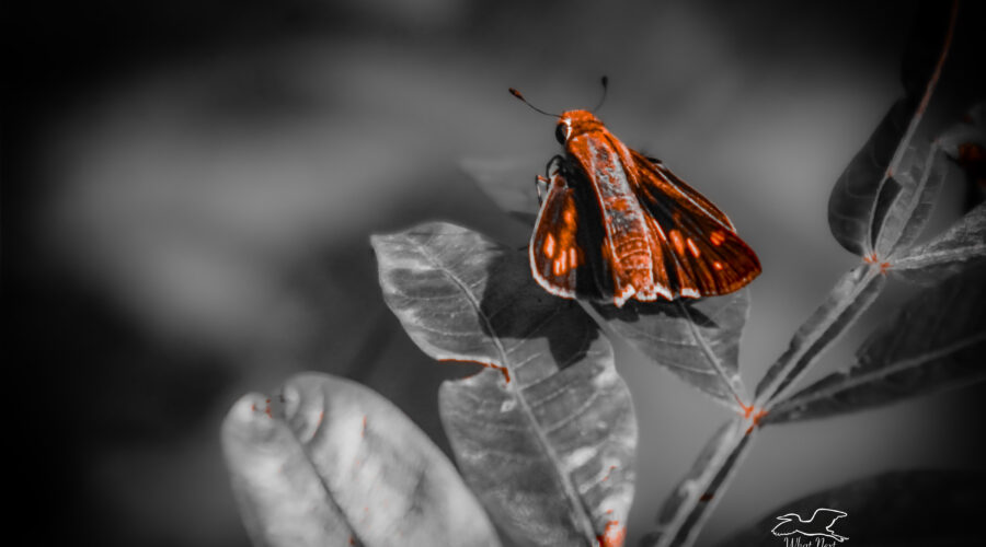 A fiery skipper perches on an oak leaf for a short rest before resuming its hunt for food and mates.