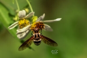 A bee fly hangs upside down to get a sip of nectar.