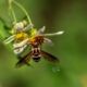 Bee Flies are Really Great for Gardens