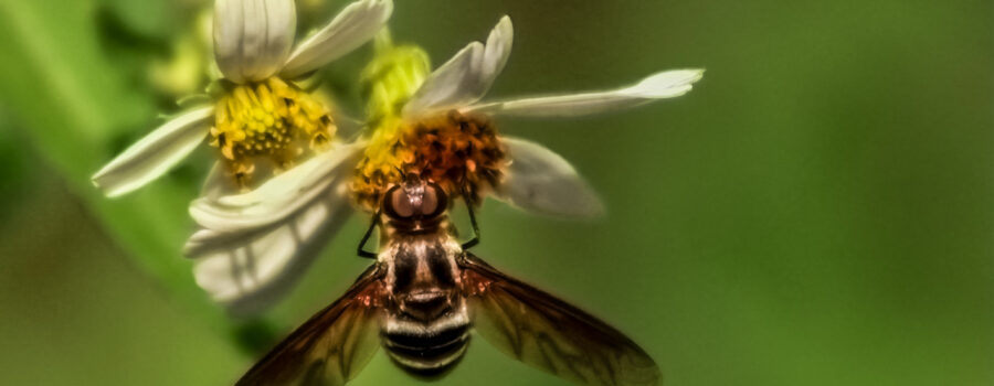 A bee fly hangs upside down to get a sip of nectar.