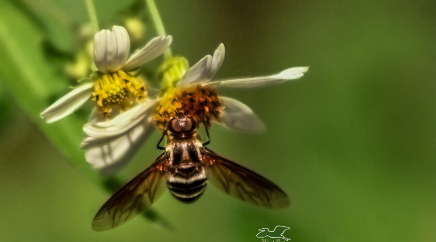 A bee fly hangs upside down to get a sip of nectar.