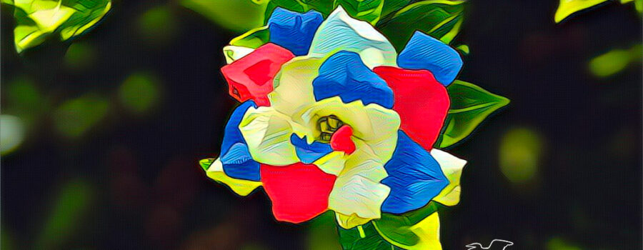 A photo of a gardenia flower has been artistically modified in celebration of Labor Day.