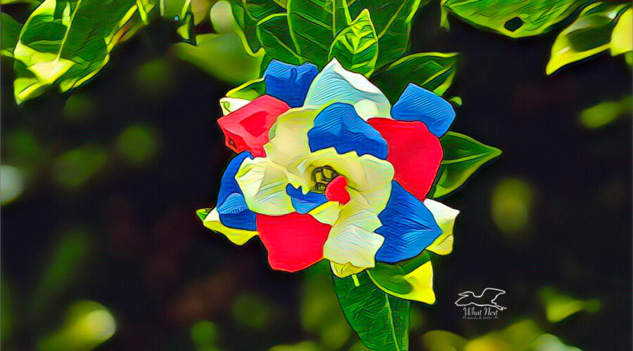 A photo of a gardenia flower has been artistically modified in celebration of Labor Day.