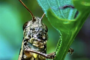 A closeup of a grasshopper shows it’s complicated mouth parts.