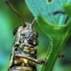 Grasshoppers Have Some Interesting and Complicated Mouths