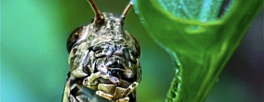 A closeup of a grasshopper shows it’s complicated mouth parts.