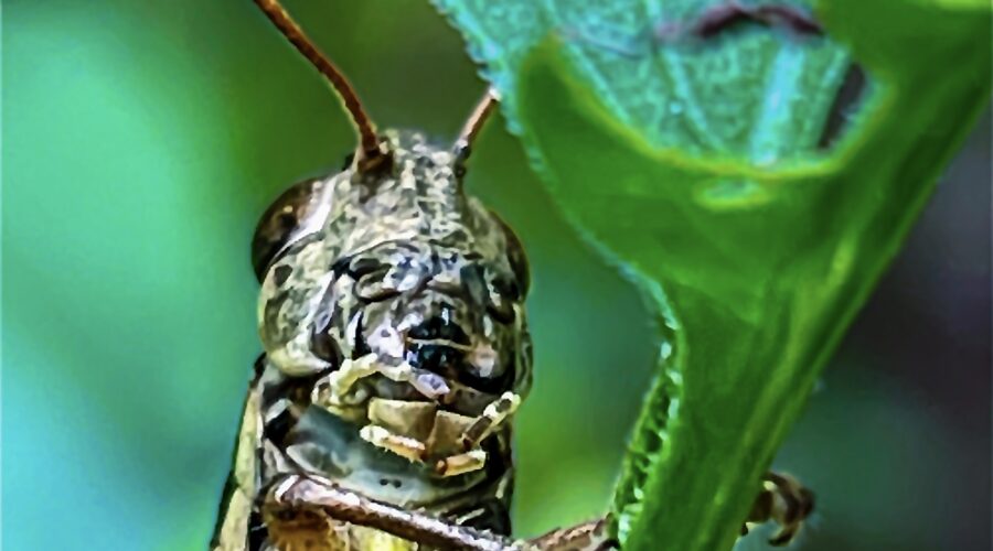 A closeup of a grasshopper shows it’s complicated mouth parts.