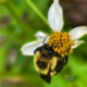 Eastern Bumble Bees are Big and Fuzzy