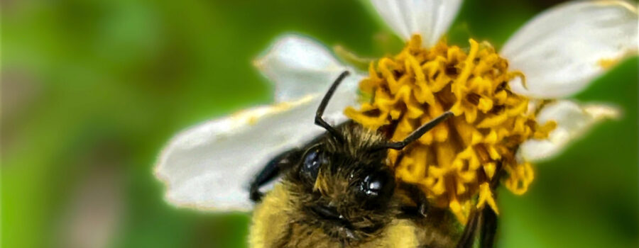 An eastern bumble bee feeds and gathers pollen from a fresh blackjack flower.