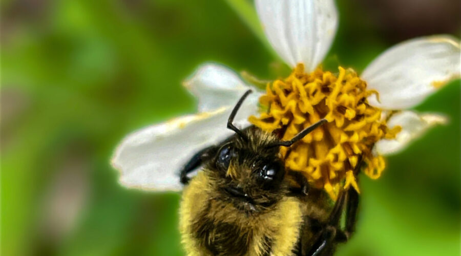 An eastern bumble bee feeds and gathers pollen from a fresh blackjack flower.