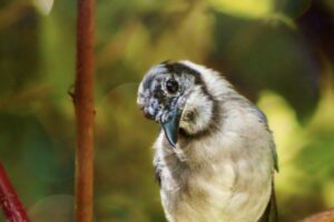 A young blue jay looks curiously to see what’s available to eat.