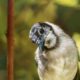 The Woods are Alive with Beautiful Young Birds