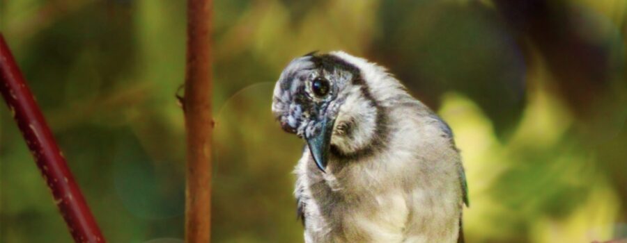 A young blue jay looks curiously to see what’s available to eat.