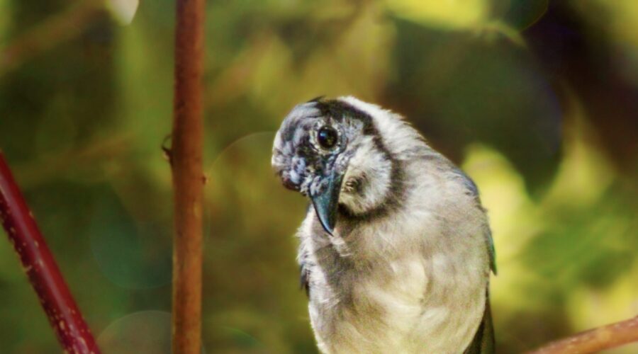 A young blue jay looks curiously to see what’s available to eat.