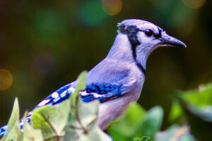 An eastern blue jay perches among a bunch of Ivy leaves.