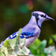 The Colorful Parent Blue Jays Can Get a Break