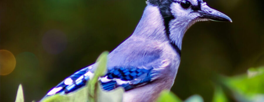 An eastern blue jay perches among a bunch of Ivy leaves.