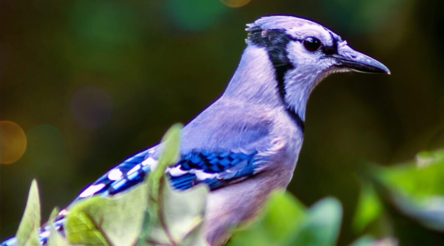 An eastern blue jay perches among a bunch of Ivy leaves.