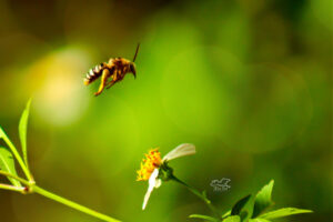 A bee fly wings it from one flower to another in an endless search for nectar.