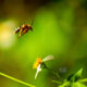 Bee Flies Spend Lots of  Valuable Time Searching for Nectar