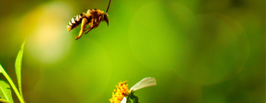 A bee fly wings it from one flower to another in an endless search for nectar.