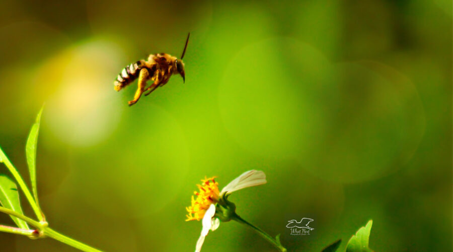 A bee fly wings it from one flower to another in an endless search for nectar.