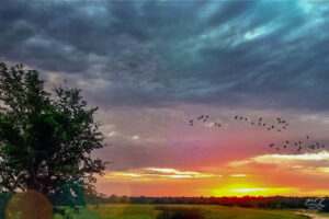 A group of birds fly across a wild dawn landscape on their way to their winter homes.