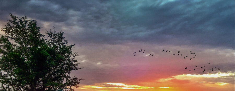 A group of birds fly across a wild dawn landscape on their way to their winter homes.