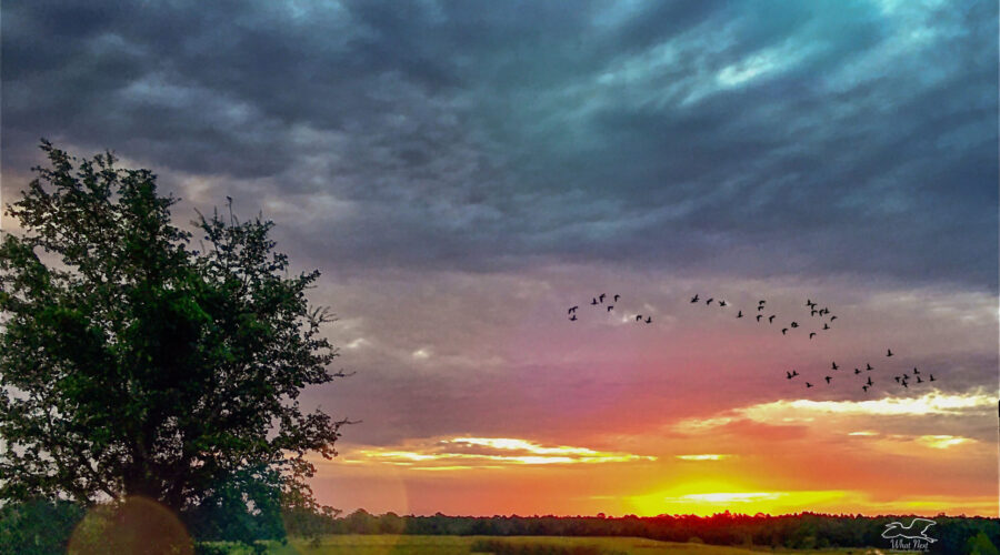 A group of birds fly across a wild dawn landscape on their way to their winter homes.