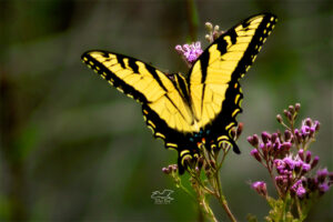 A tiger swallowtail butterfly flutters it’s beautifully striped yellow and black wings as it feeds.