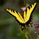 Tiger Swallowtails are One of Our Most Beautiful Fall Butterflies