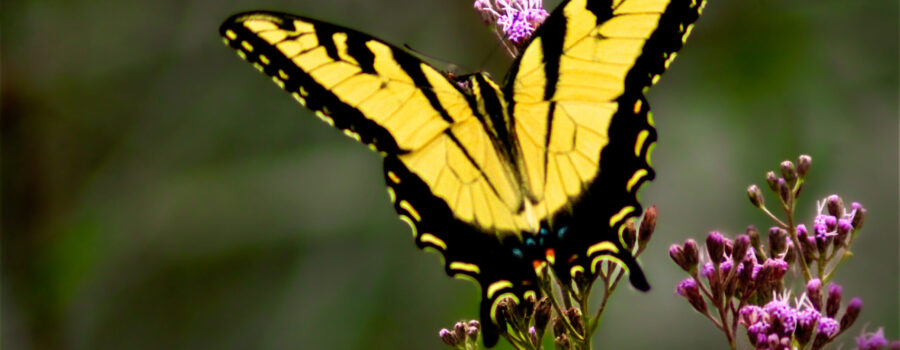 A tiger swallowtail butterfly flutters it’s beautifully striped yellow and black wings as it feeds.