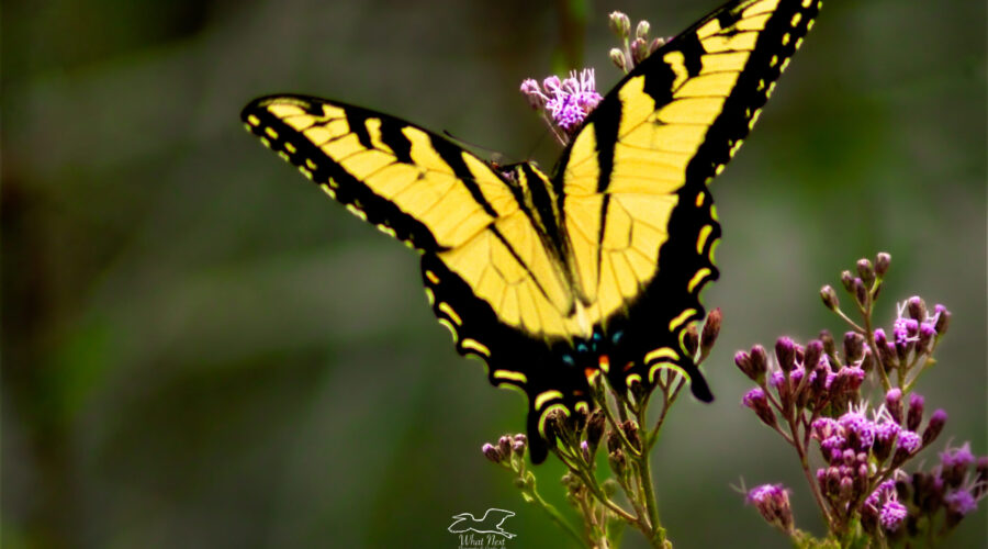 A tiger swallowtail butterfly flutters it’s beautifully striped yellow and black wings as it feeds.