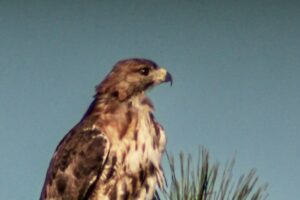 A red tailed hawk is ready to take off in a moment if it spots prey on the ground.