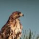 Colorful Red Tailed Hawks are Very Adaptive and Can Live Almost Anywhere