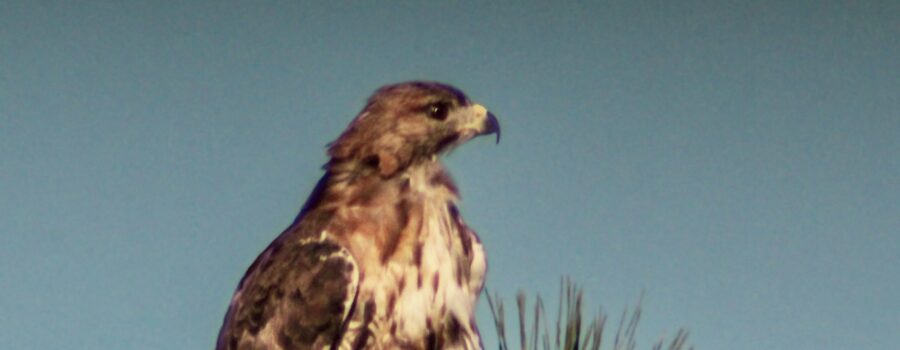 A red tailed hawk is ready to take off in a moment if it spots prey on the ground.