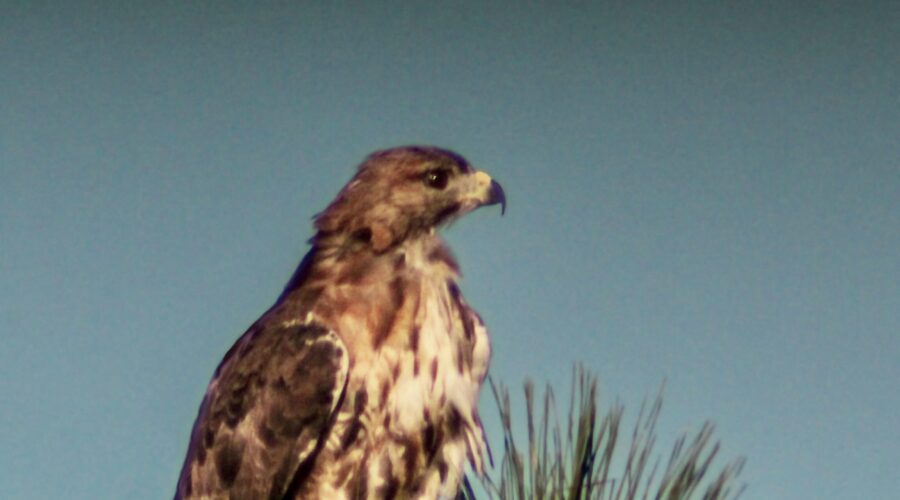 A red tailed hawk is ready to take off in a moment if it spots prey on the ground.