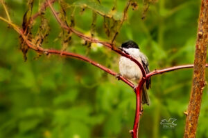 Carolina chickadees are adorable little songbirds that rarely hold still for long.