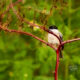 The Cute Little Carolina Chickadees are Back