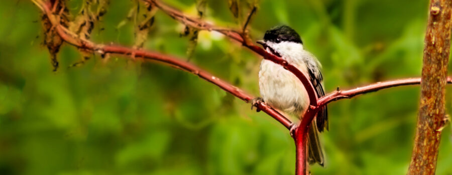 Carolina chickadees are adorable little songbirds that rarely hold still for long.