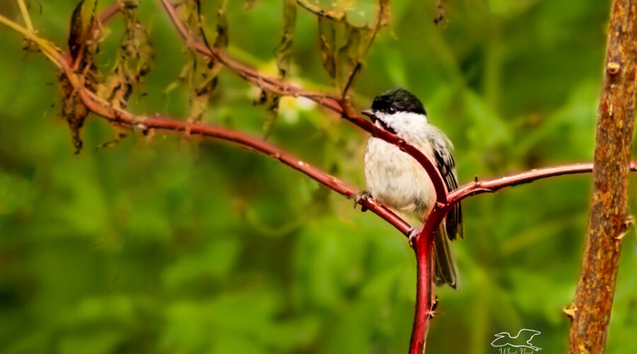 Carolina chickadees are adorable little songbirds that rarely hold still for long.