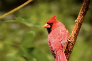 A male northern cardinal keeps a close eye on the surroundings as he takes a momentary rest.