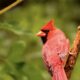 There are Colorful Cardinals All Over My Yard