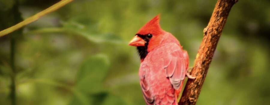 A male northern cardinal keeps a close eye on the surroundings as he takes a momentary rest.