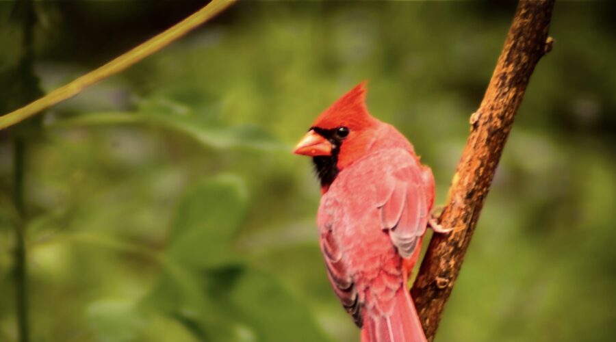 A male northern cardinal keeps a close eye on the surroundings as he takes a momentary rest.