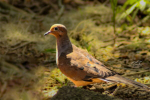 A mourning dove struts around on the ground in search for seeds.