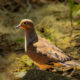 Mourning Doves are Beautiful When They Strut Around